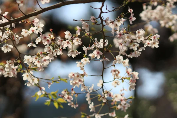 The blossoming cherry in the cherry orchard in the spring — Stock Photo, Image