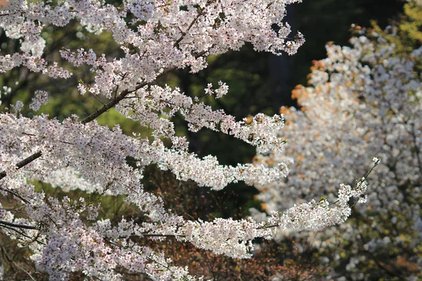 Primavera sakura rosa flor —  Fotos de Stock