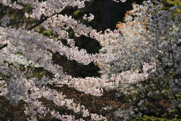 Primavera sakura rosa flor — Fotografia de Stock