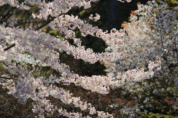 Весняна сакура рожева квітка — стокове фото