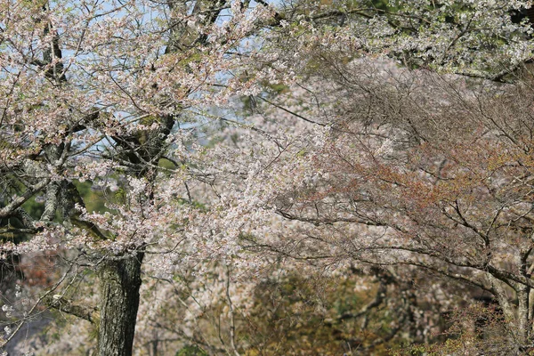 Templo Daigoji Cereza japonesa floreciente — Foto de Stock