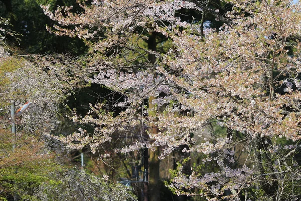 醍醐寺日本咲く桜 — ストック写真