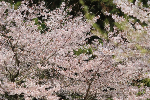 Belle fleur de cerisier, fleur de sakura blanche — Photo