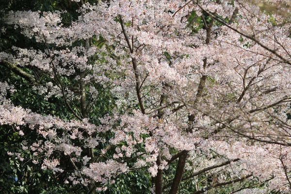 Bela flor de cereja, flor de sakura branca — Fotografia de Stock