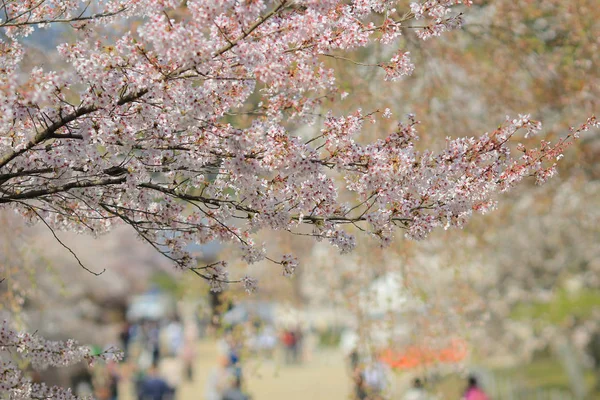 美丽的樱花，白色樱花花 — 图库照片