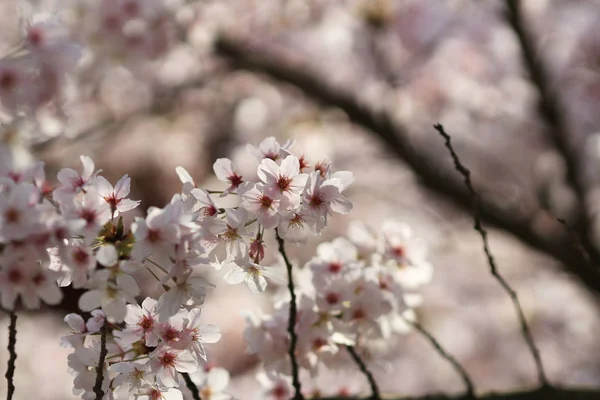 Spring Cherry blossoms, pink flowers. — Stock Photo, Image