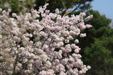 Güzel kiraz çiçeği, beyaz sakura çiçek