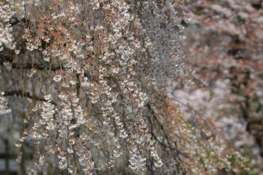 Bahar zamanı Daigoji Tapınağı, Kyoto, Japonya