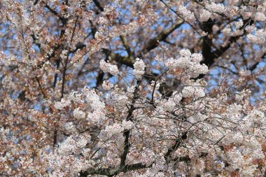 Bahar zamanı Daigoji Tapınağı, Kyoto, Japonya