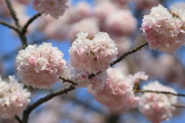 Pembe kiraz çiçeği tam çiçeklendiğinde.