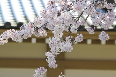 Daigoji Tapınağı Japon çiçek kiraz