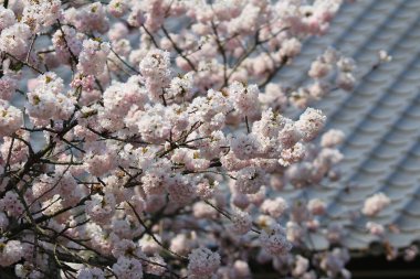 Bahar zamanı Daigoji Tapınağı, Kyoto, Japonya