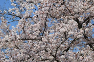 Bahar kiraz çiçekleri, pembe çiçekler.