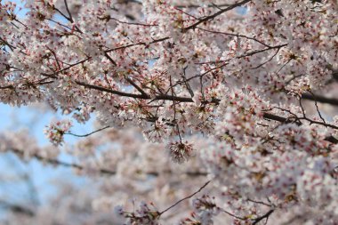 Güzel kiraz çiçeği, beyaz sakura çiçek