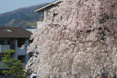 Daigoji Tapınağı Japon çiçek kiraz