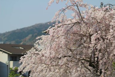 Daigoji Tapınağı Japon çiçek kiraz