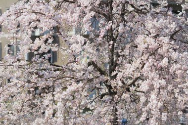 Japonya 'da Cherry Blossom (Sakura)