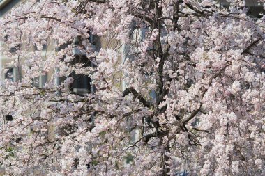 Japonya 'da Cherry Blossom (Sakura)