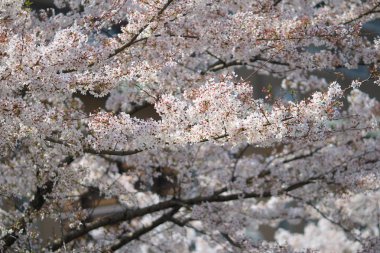 Bahar kiraz çiçekleri, pembe çiçekler.