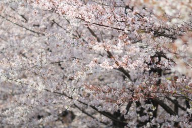  Bahar sakura Pembe çiçek