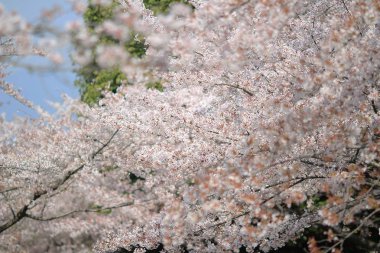 Bahar kiraz çiçekleri, pembe çiçekler.