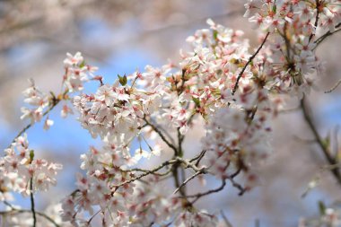 Güzel kiraz çiçeği, beyaz sakura çiçek