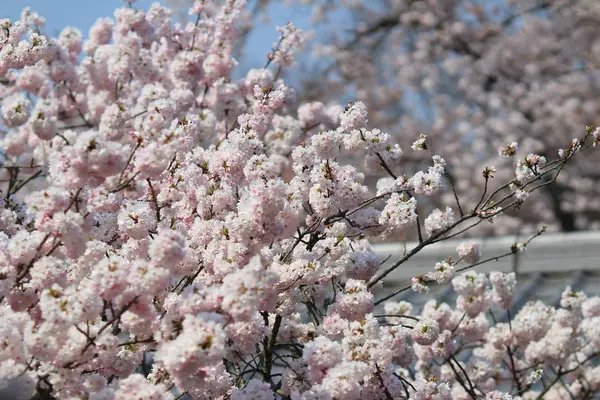 Primavera en el Templo Daigoji, Kyoto, Japón — Foto de Stock