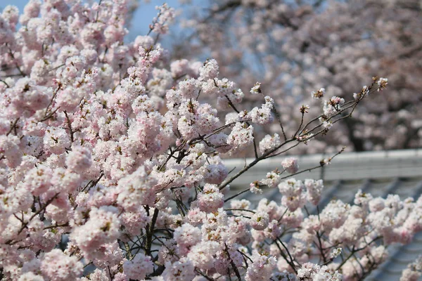 일본 교토에 있는 다이오지 사원의 봄 시간 — 스톡 사진