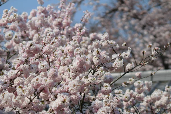 Красивая вишня, белый цветок сакуры — стоковое фото