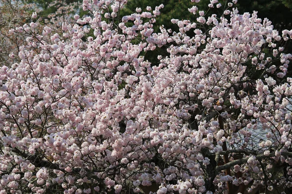 Bela flor de cereja, flor de sakura branca — Fotografia de Stock