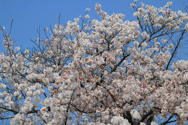 Primavera Flores de cereja, flores cor de rosa. — Fotografia de Stock