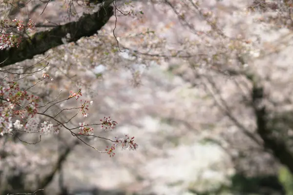 Bela flor de cereja, flor de sakura branca — Fotografia de Stock