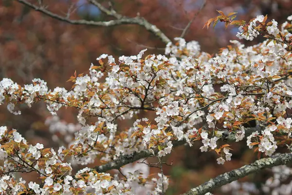 Bahar zamanı Daigoji Tapınağı, Kyoto, Japonya — Stok fotoğraf