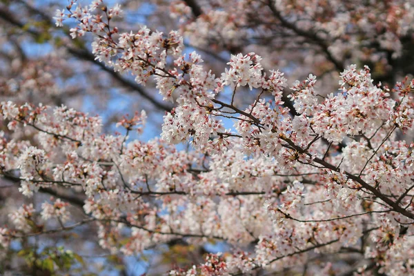 Frühling Kirschblüten, rosa Blüten. — Stockfoto