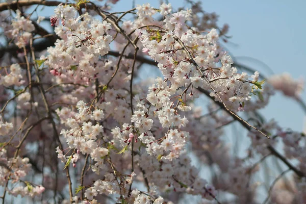 Spring Cherry blossoms, pink flowers. — Stock Photo, Image