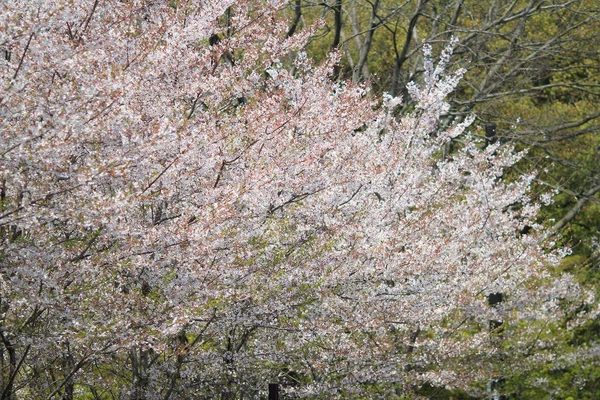 Frühling Kirschblüten, rosa Blüten. — Stockfoto