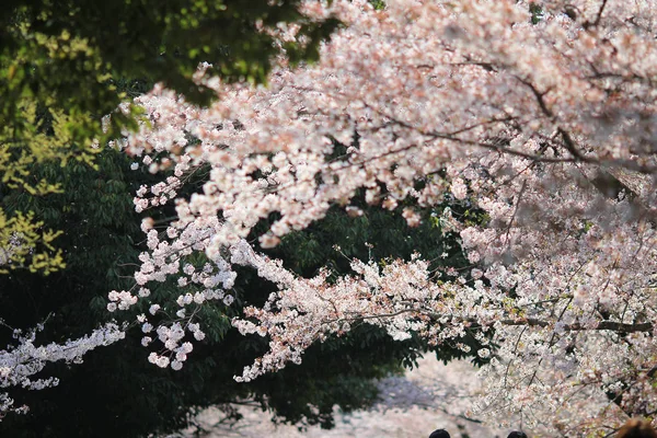 Primavera Flores de cereja, flores cor de rosa. — Fotografia de Stock