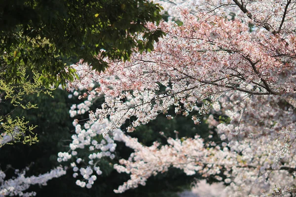 Primavera Flores de cereja, flores cor de rosa. — Fotografia de Stock