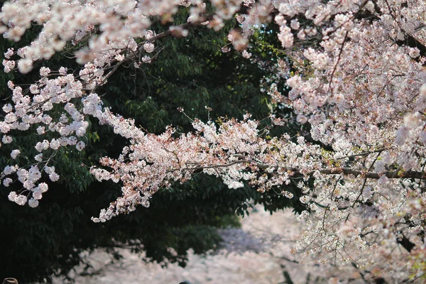Primavera Flores de cereja, flores cor de rosa. — Fotografia de Stock