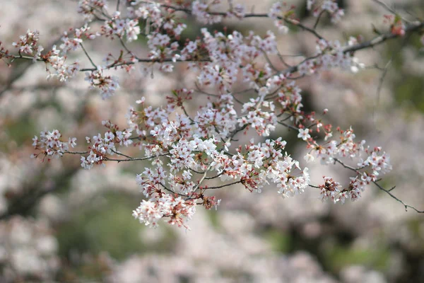 Primavera Flores de cereja, flores cor de rosa. — Fotografia de Stock