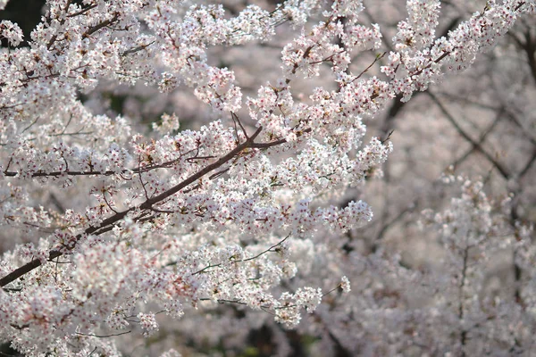 Primavera Flores de cereja, flores cor de rosa. — Fotografia de Stock