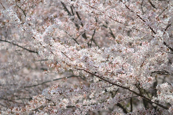 春天的樱花粉色花朵 — 图库照片