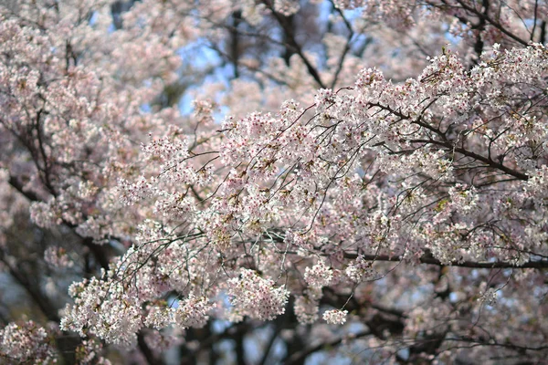 Hermosa flor de cerezo, flor de sakura blanca — Foto de Stock