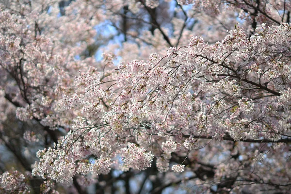 Bela flor de cereja, flor de sakura branca — Fotografia de Stock