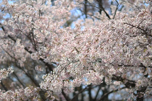 Hermosa flor de cerezo, flor de sakura blanca — Foto de Stock