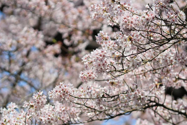 Сакура (Цвітіння вишні) в Хо-парк, Nagahama замок-Nagahama, — стокове фото