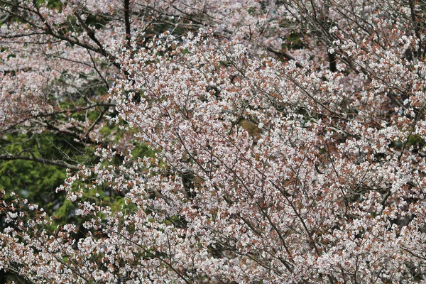 Sakura (flor de cereja) em Ho Park, Castelo de Nagahama - Nagahama , — Fotografia de Stock