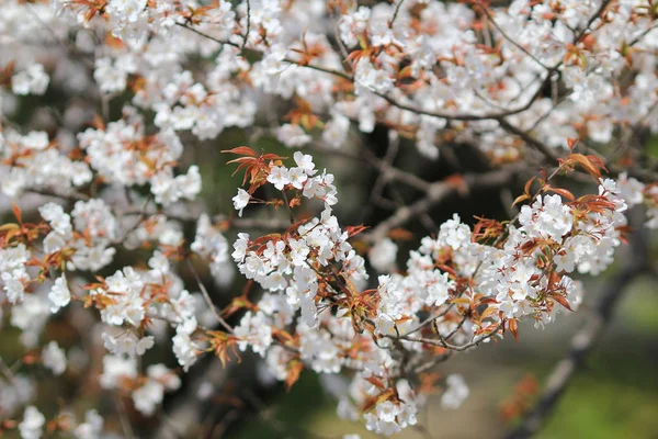 Primavera Flores de cereja, flores cor de rosa. — Fotografia de Stock