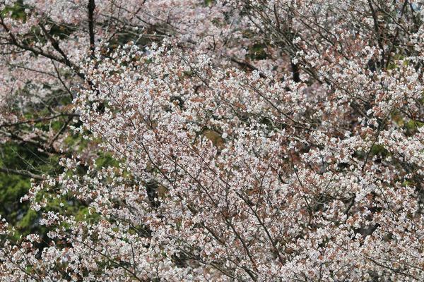 Sakura (άνθος κερασιάς) στο Ho Park, κάστρο Nagahama-Nagahama, — Φωτογραφία Αρχείου