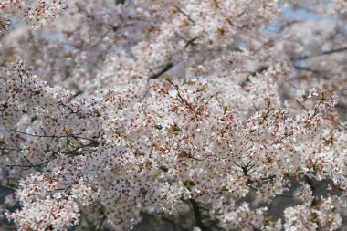 Güzel kiraz çiçeği, beyaz sakura çiçek